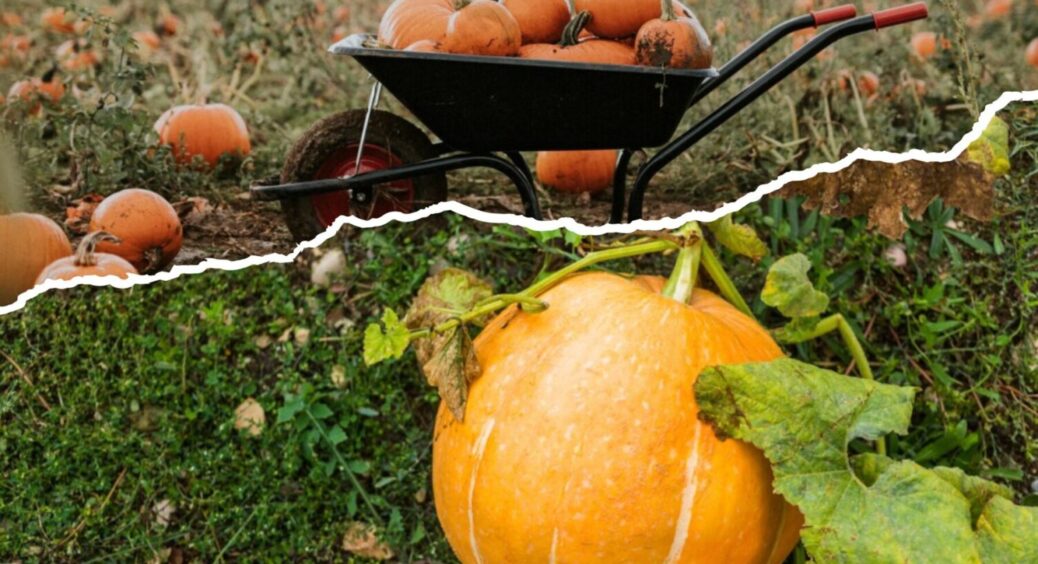 Не лушпиння і не компост: ось що кинути в лунку під гарбуз – плоди виростають розміром з м’яч 