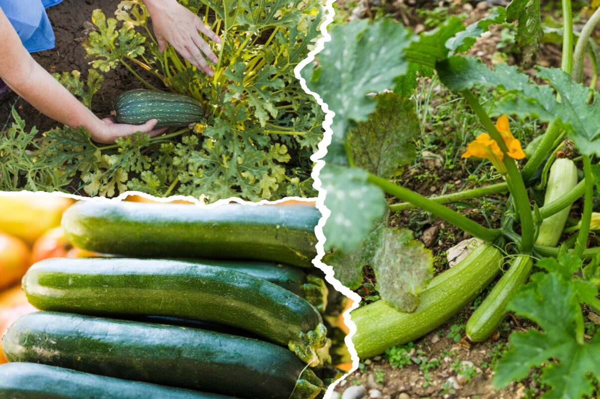 Городник розповів, як правильно комбінувати овочі на грядці