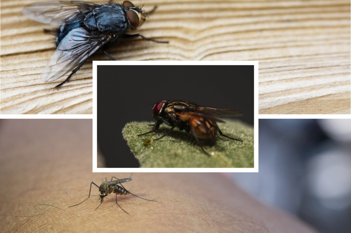 Експерти розповіли, що треба зробити, щоб захистити оселю від мух і комарів