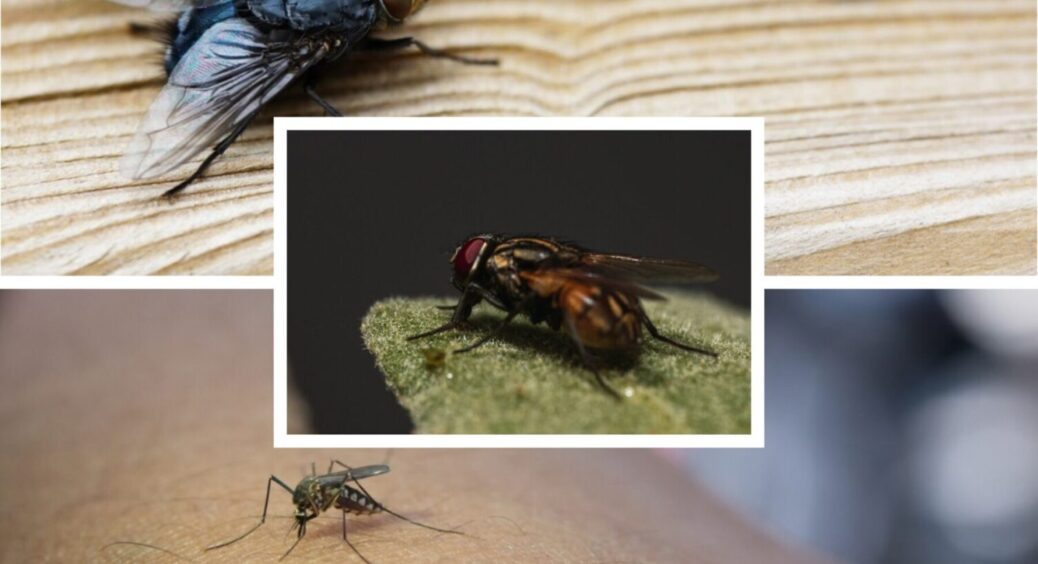 6 народних методів – і мухи й комарі забудуть до вас дорогу: як захистити оселю від комах 