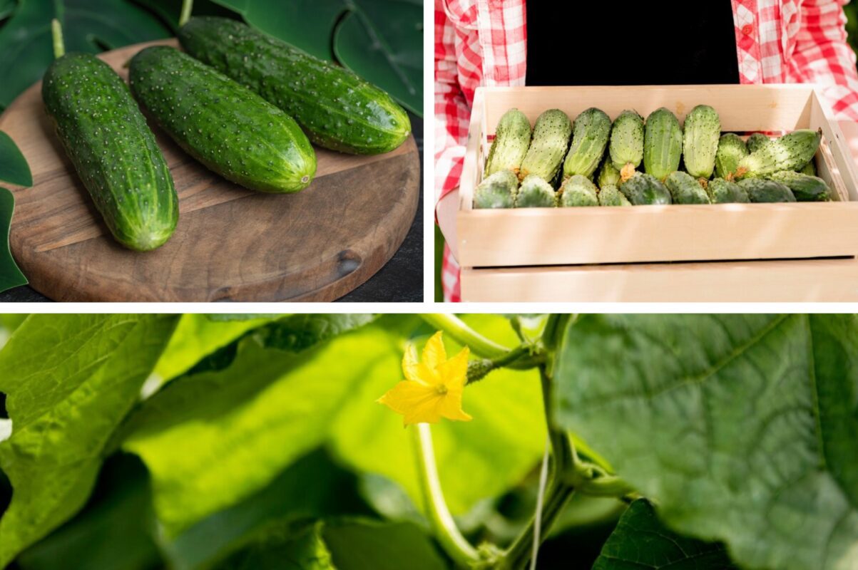 Городники розповіли, чим полити огірки, щоб вони не жовтіли й дали щедрий врожай