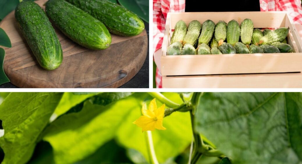 Врожай зросте вдвічі: поливаю цим огірки щороку в червні на Полтавщині – не жовтіють ніколи 