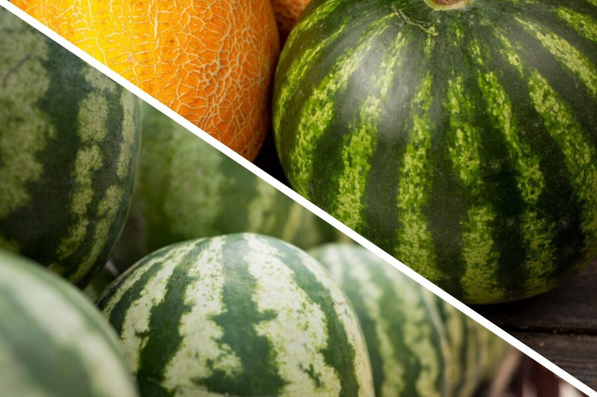 Дачники розсекретили найкращі дати для посадки динь й кавунів у червні