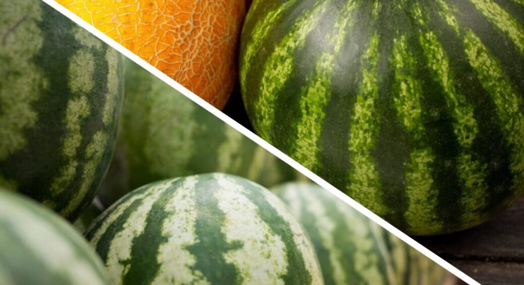 Вродять, як ніколи – “ахнуть” всі: в які дні червня 2025 садити кавуни й дині 