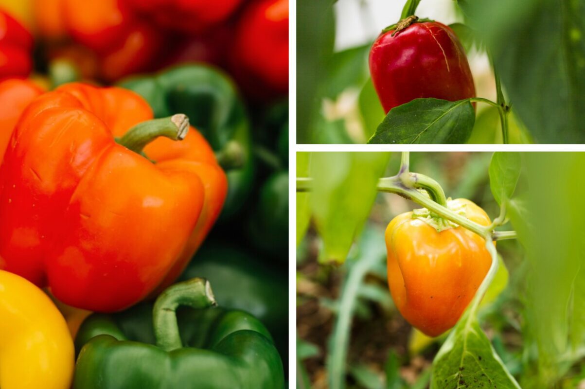 Городники розповіли, що не можна садити поруч із перцем на ділянці