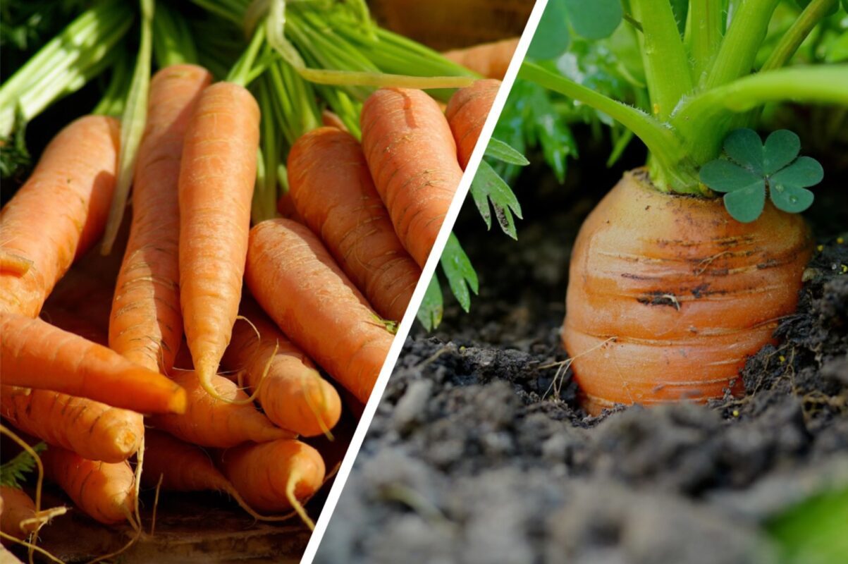 Городники розповіли, чим посипати між рядами моркви, щоб вона була солодкою