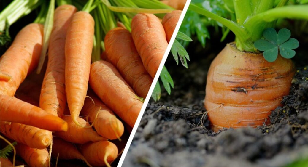 1 склянка під корінь – і плодів буде ого-го: чим полити моркву, щоб зібрати рекордний врожай 