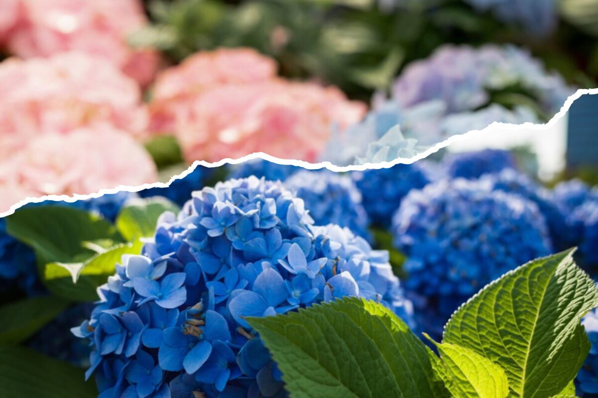 Садівники розповіли, як змінити колір гортензій на блакитний