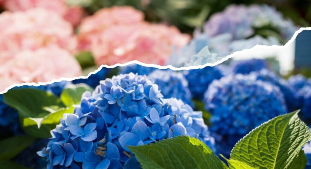 Гортензія заграє новими фарбами: як 1 інгредієнт може змінити колір квітки на блакитний 