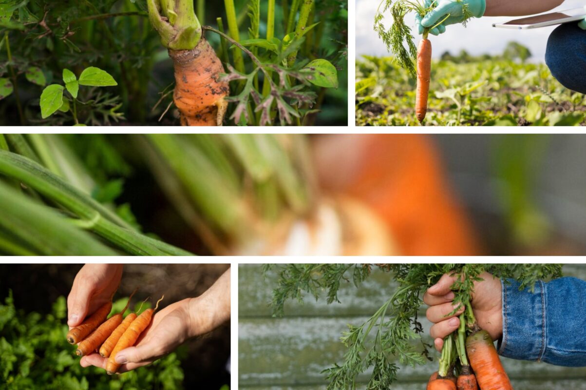 Городники розповіли, що треба зробити з морквою в червні для багатого врожаю