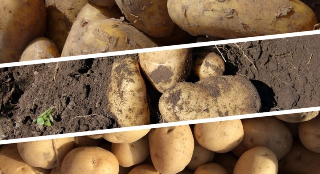 На Чернігівщині між кущами картоплі просто саджають це і збирають вдвічі більше врожаю 