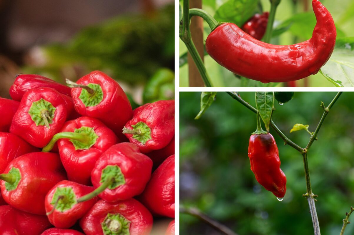 Агроном розповів, чим підживити перці для активного плодоношення