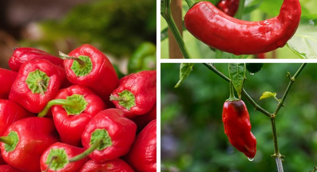 Це не добриво, а чарівна паличка: ось чим на Одещині полити перець після посадки в ґрунт в 2025 