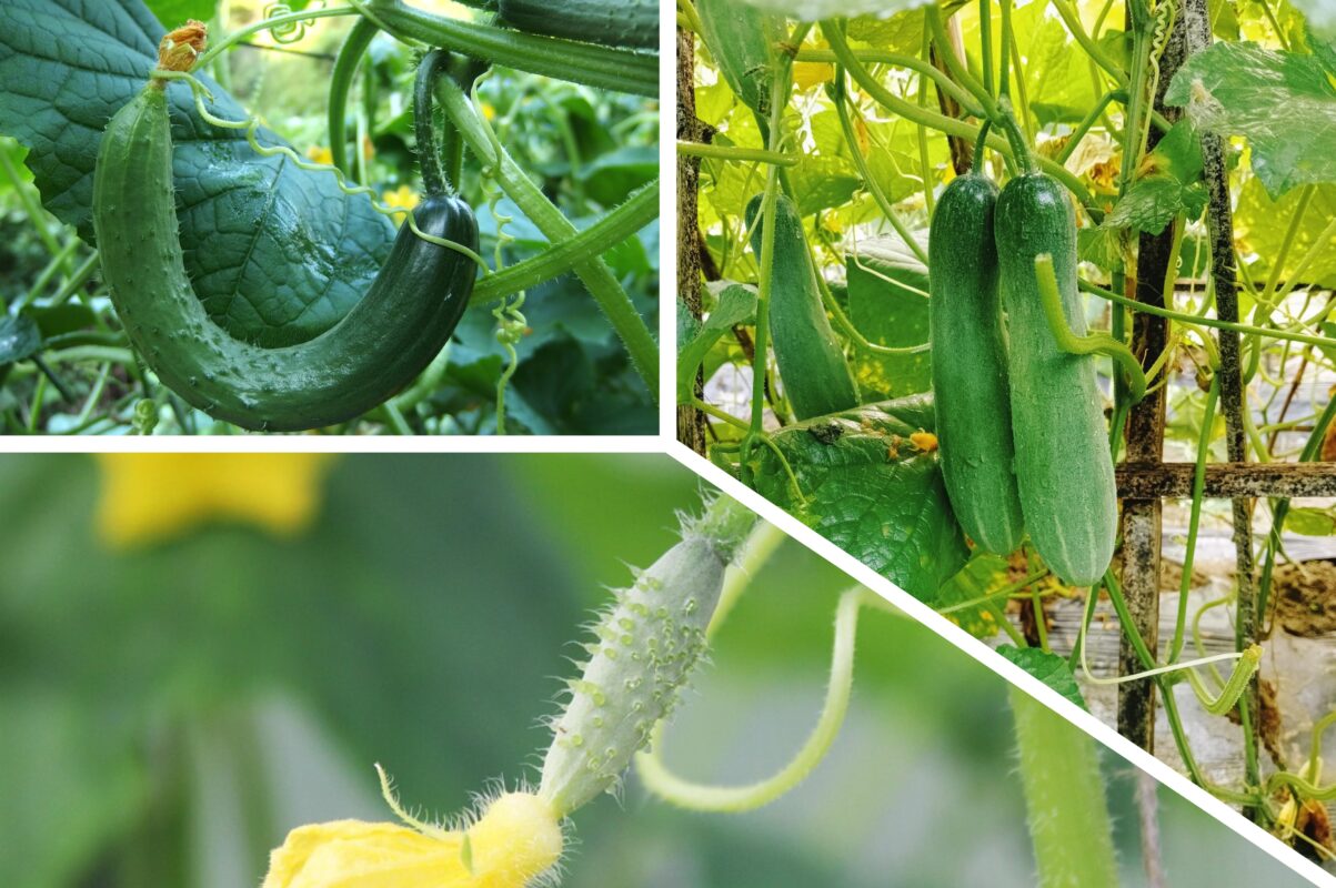 Експерт розповів, що не можна висаджувати поруч з огірками