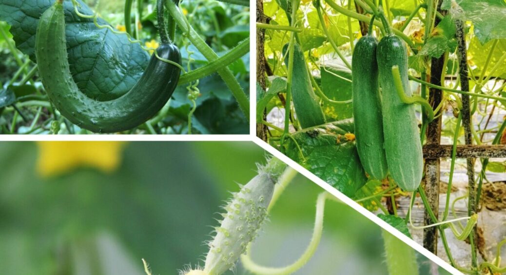 У червні 2025 року на Полтавщині прогнозують до 4 хвиль спеки – ось як підготувати огірки 