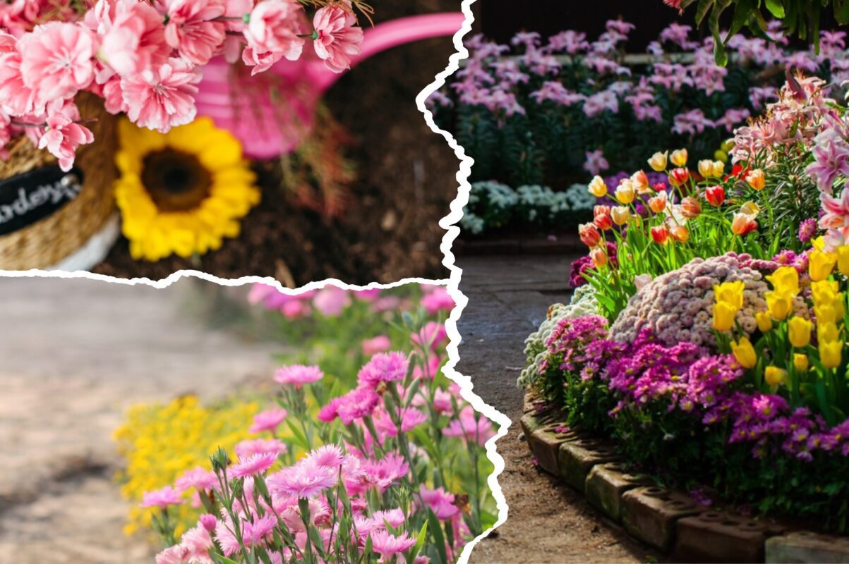 Садівники розсекретили пʼять квітів, які можна сіяти в червні 2025