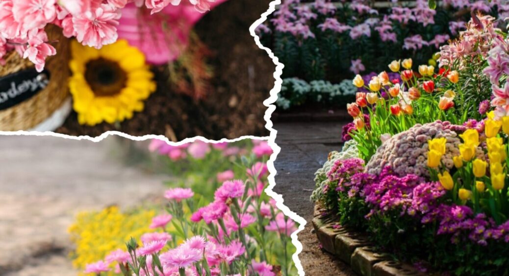 Цвітуть і в посуху, і в спеку: ТОП-12 квітів, які треба посадити в червні 2025 