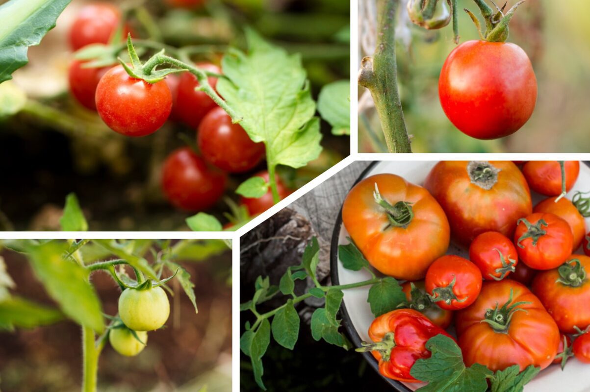 Городники з Дніпра розповіли, як за 1 крок зробити томати солодкими