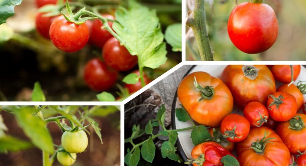 100% ЦЕ не дріжджі і не мед: ось чим у Дніпрі поливають томати, щоб вони стали дуже солодкими 