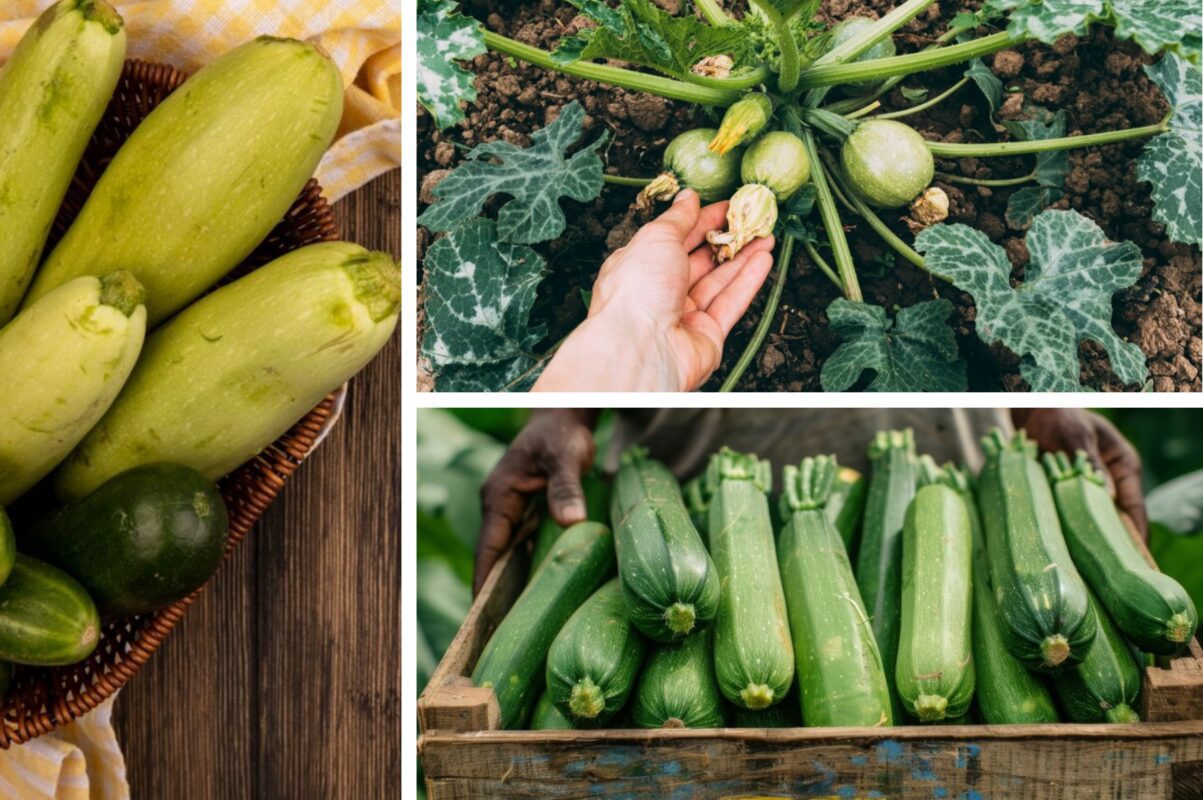 Городники розповіли, чим треба полити кабачки до середини червня