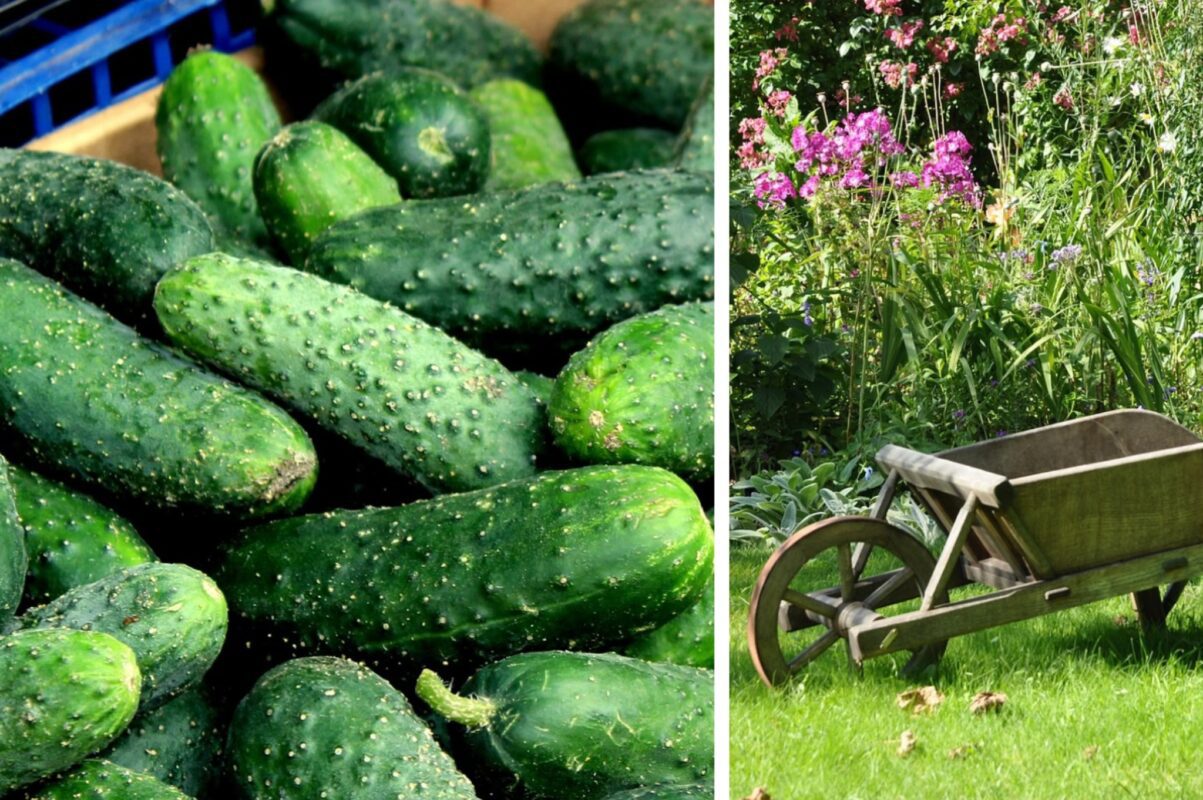 Дачники назвали два найкращих добрива для огірків для щедрого врожаю