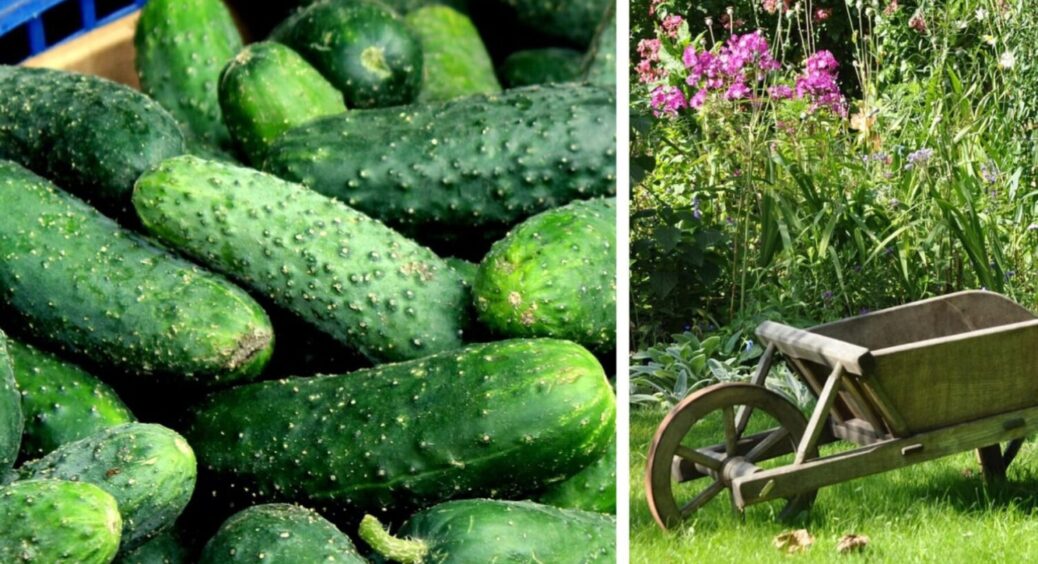 Мені цей прийом показали на Київщині, а я розповідаю всім: 2 добрива для огірків-рекордсменів 