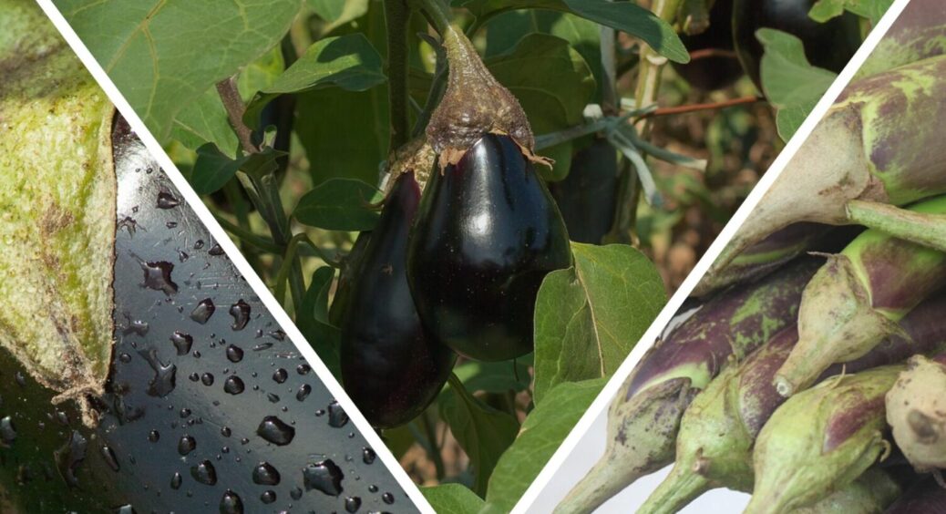 50 мл на 10 л води і баклажани йдуть в ріст по всій ділянці: мʼясисті і великі, як на Волині 