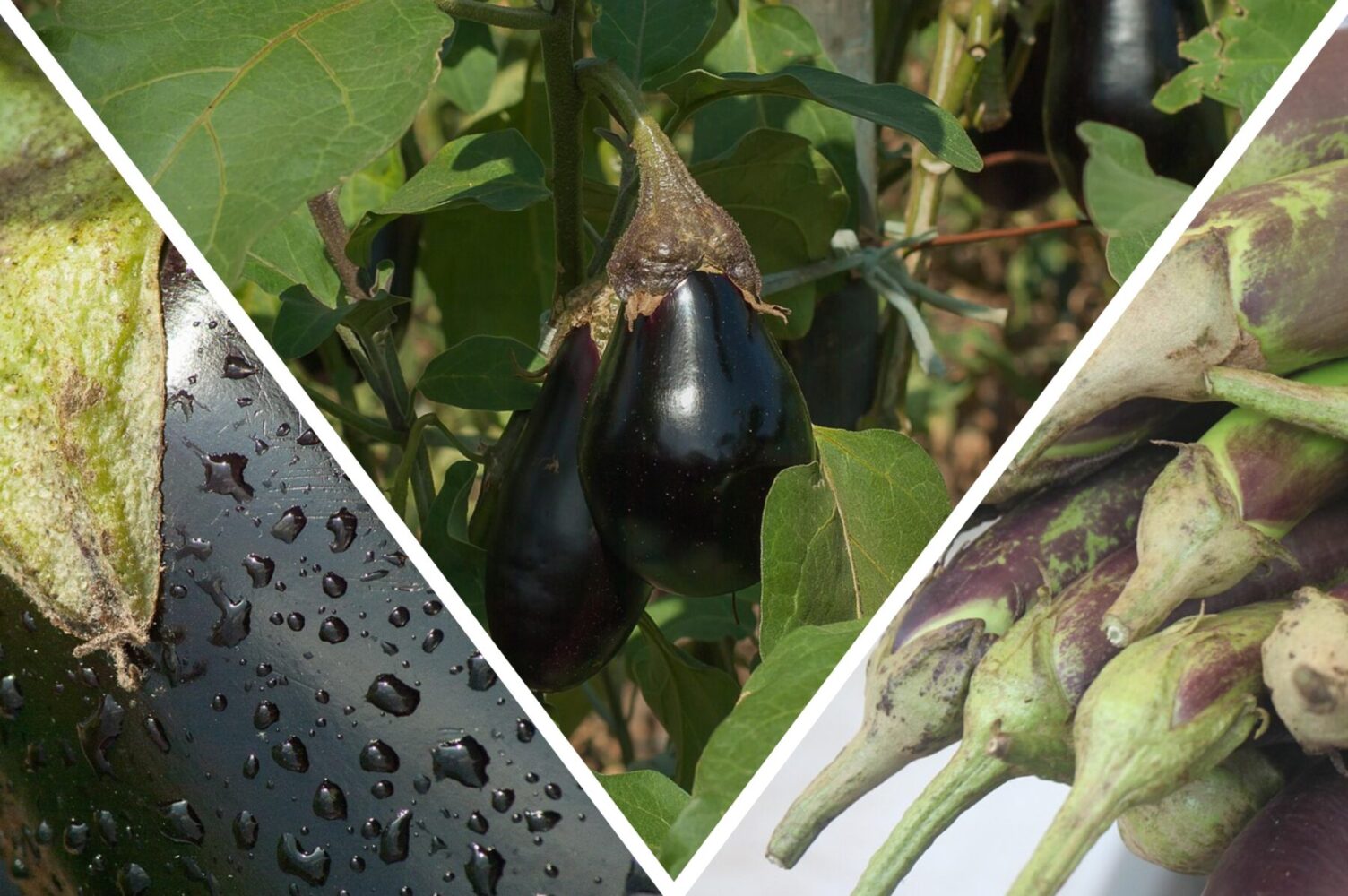 Експерт розповів, як виростити великі та м'ясисті баклажани