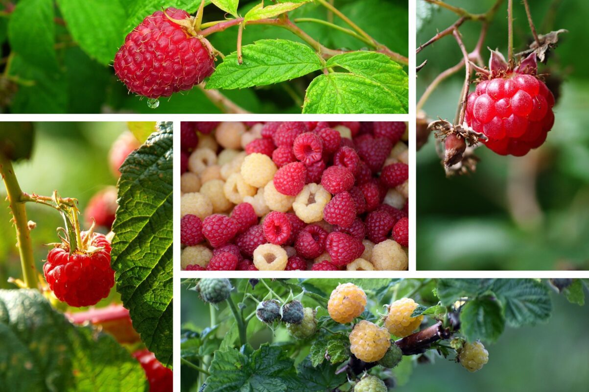 Садівники розповіли, як підвищити врожайність малини в кілька разів