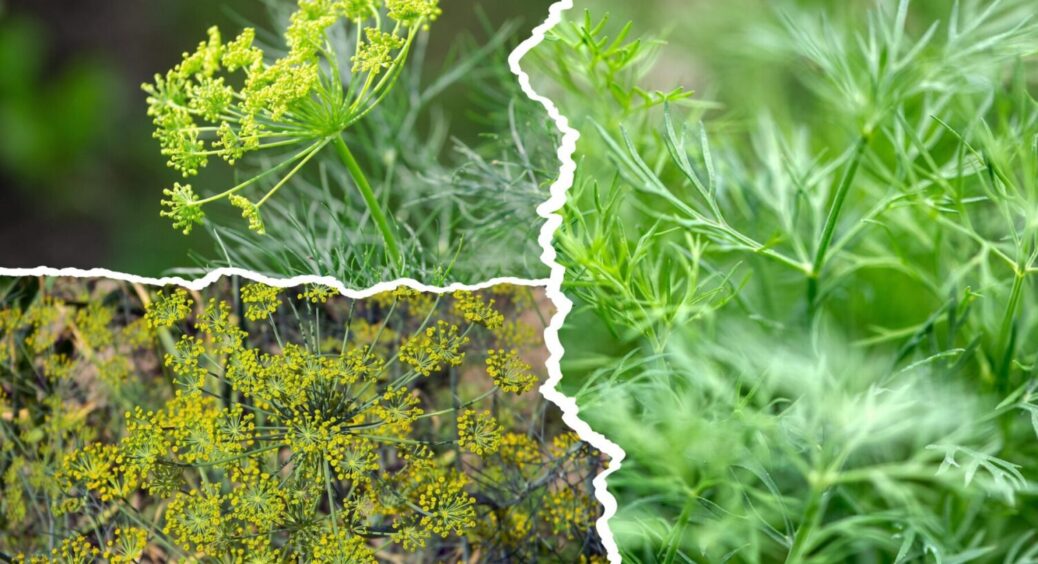 Врожаю буде “море” – 1 проста умова: засадіть город кропом вже в червні 2025 