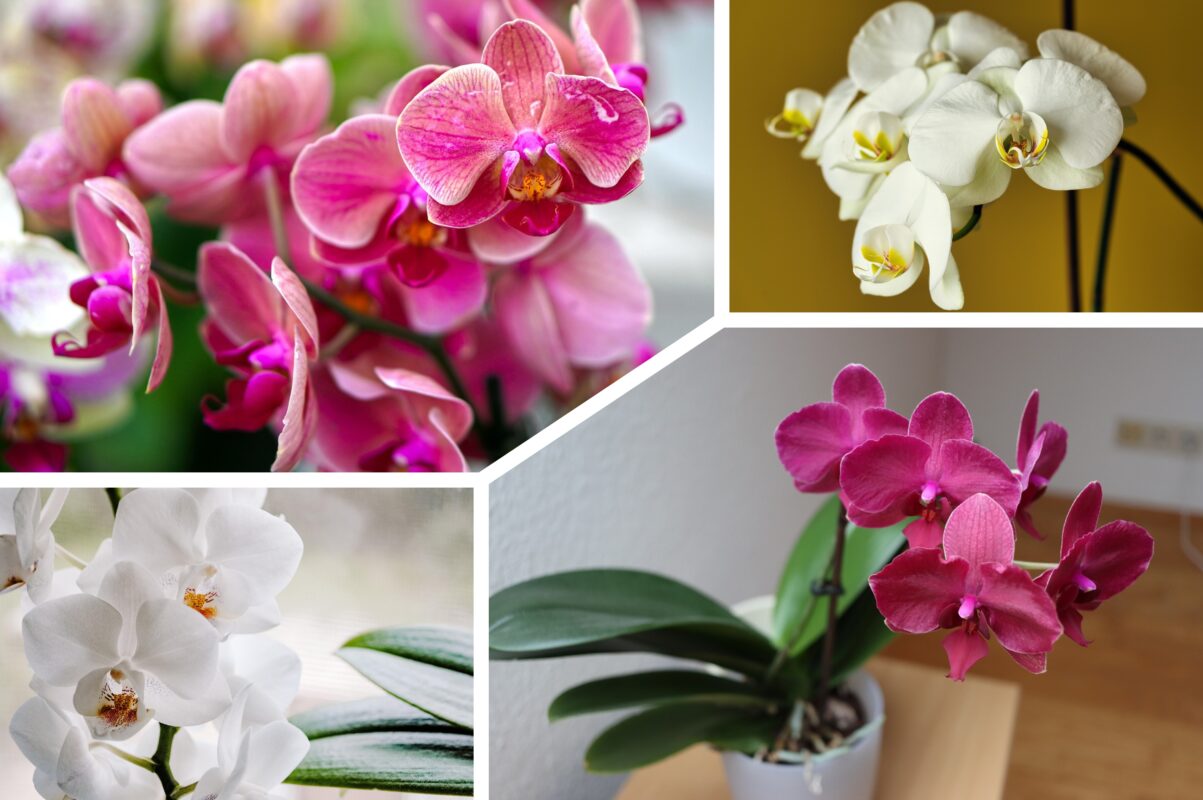 Квітникарі розсекретили, що треба зробити з орхідеєю, щоб вона ожила