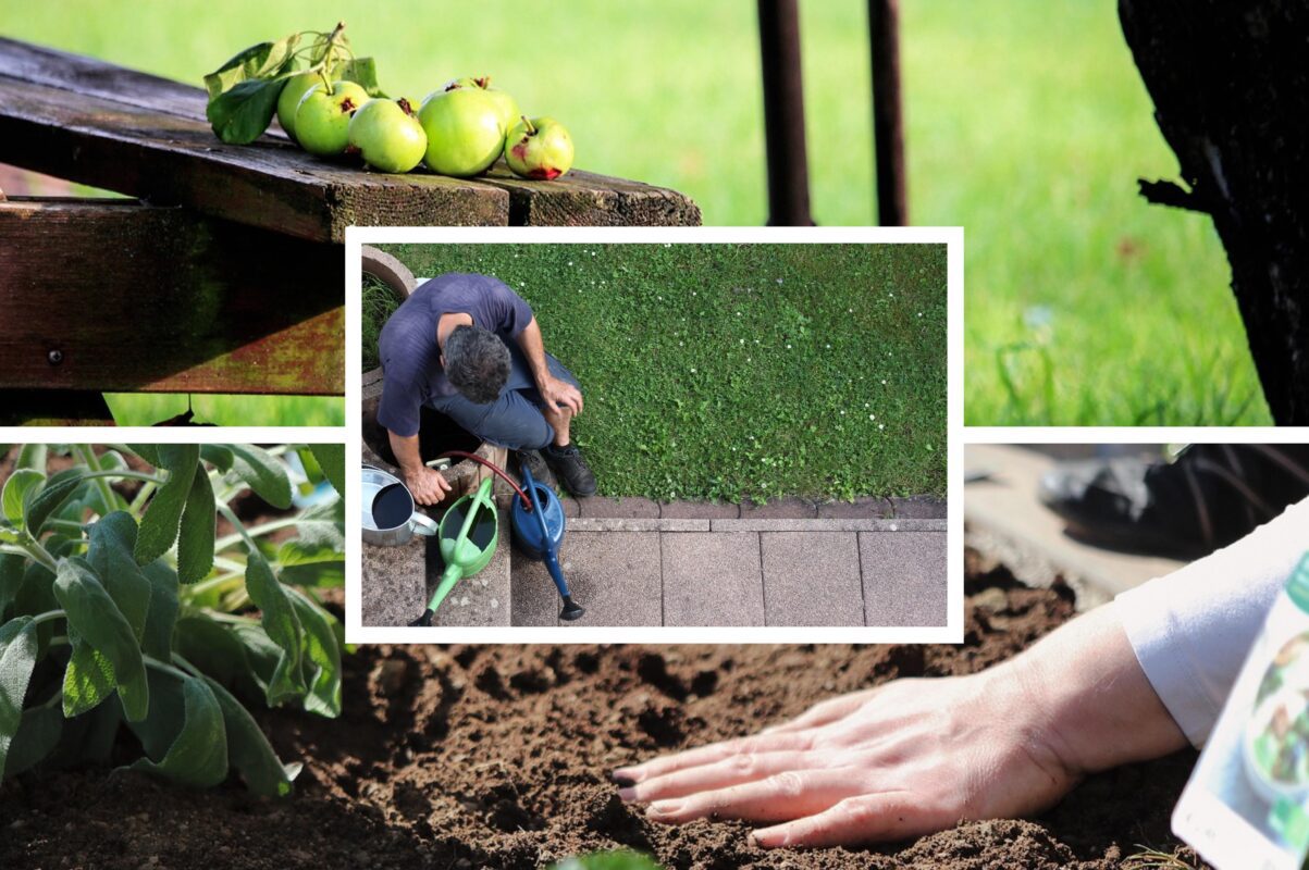 Дачники розповіли, що треба зробити на городі прямо зараз