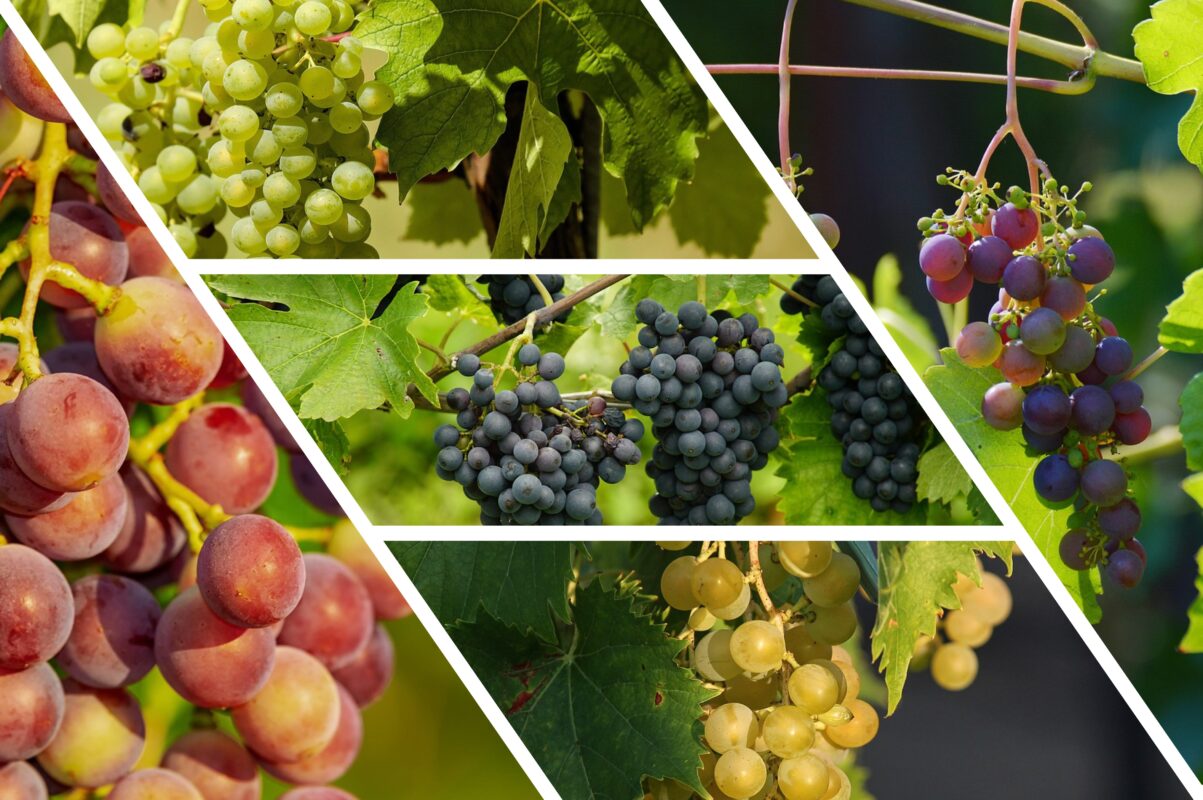 Агрономи назвали найкращі сорти винограду для вирощування