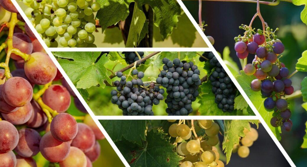 Ці 5 сортів – і ніякі інші: цей виноград перевершить всі ваші очікування – бубки солодші за мед 