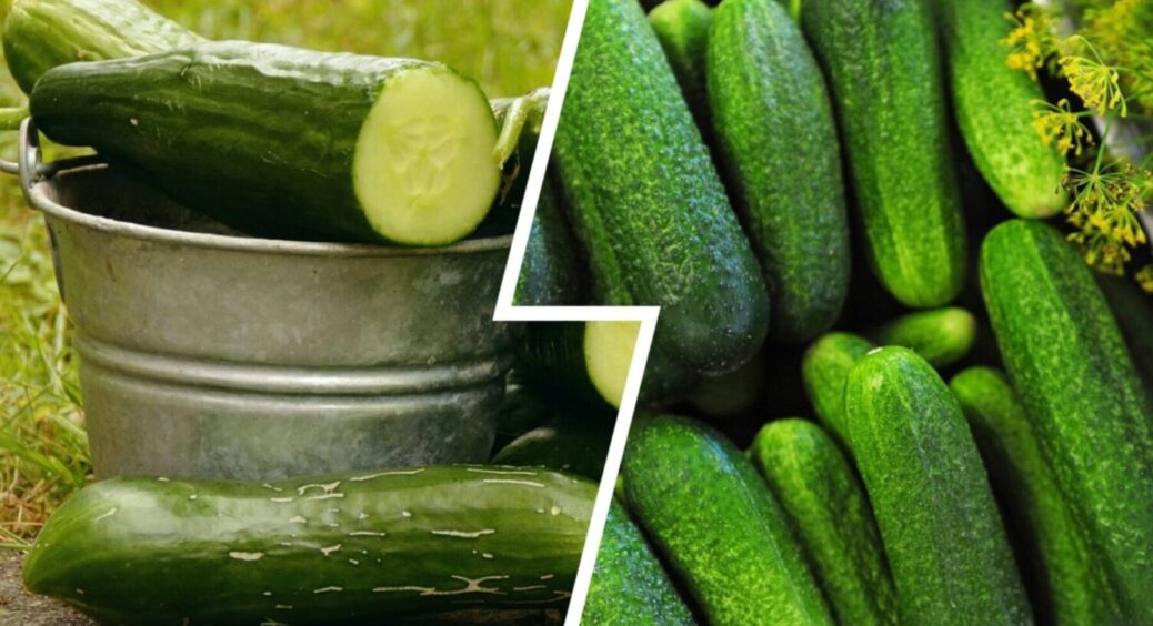 Не дріжджі й не сечовина: ось чим на Київщині поливають огірки для врожаю по 15 штук із зав’язі 