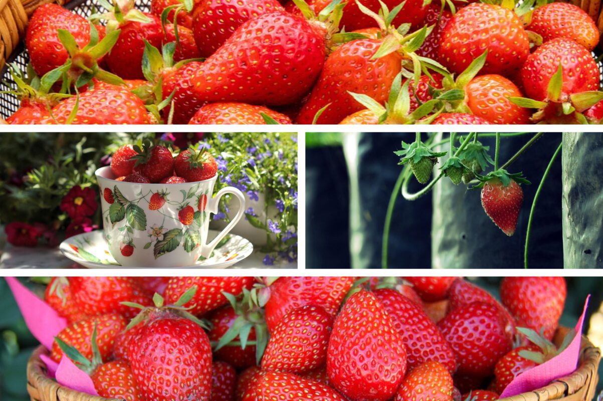 Садівники назвали найбюджетніше та найдієвіше добриво для полуниці