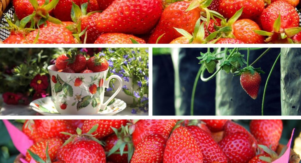 300 мл під кущ – і полуниця просто гігантська: полийте її цим добривом до 20 червня 