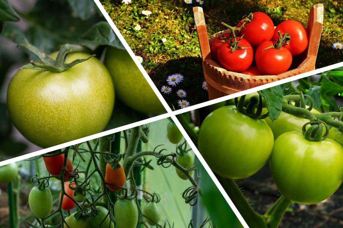 Як отримати великий врожай томатів