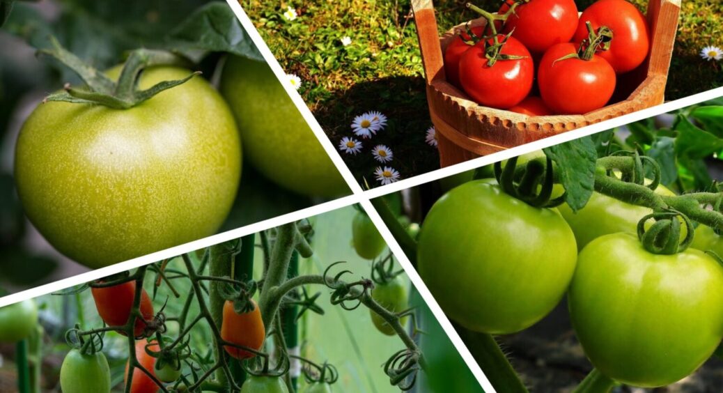 5 г + 10 л теплої води – томати великі й солодкі: чим полити помідори під час цвітіння в 2025 