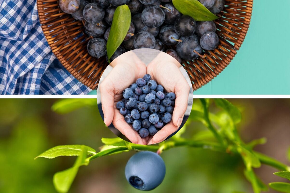 Садівники розсекретили найефективнішу підживку для лохини в 2025-му