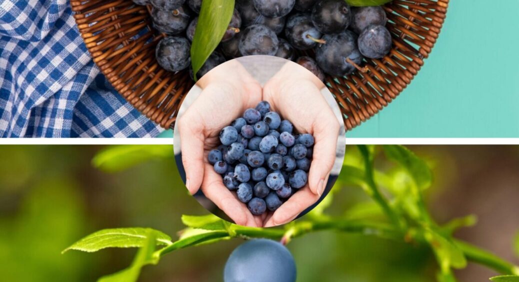 2 чашки в ґрунт – і лохина краща за магазинну в 100 разів: що внести під кущі культури 