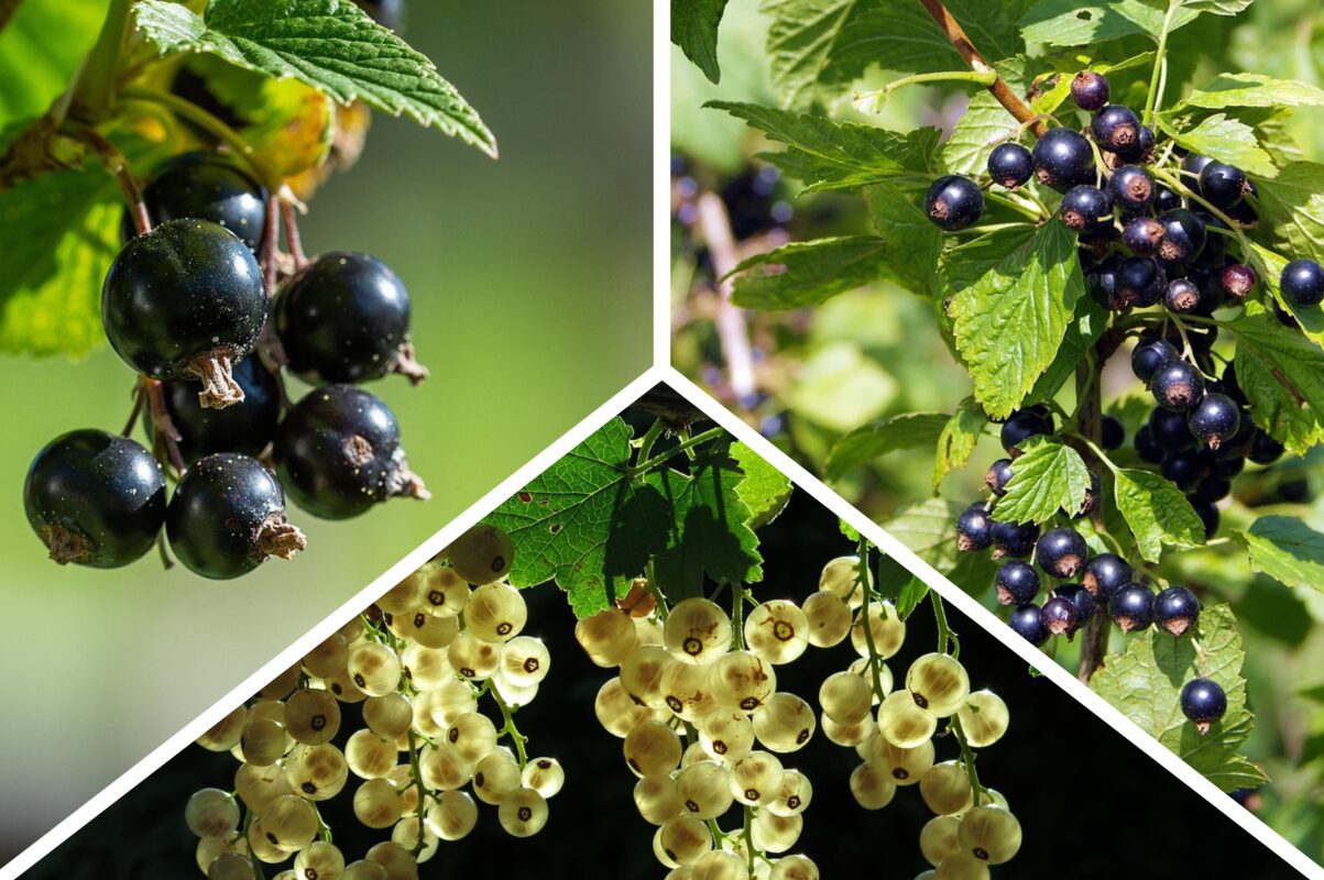 Садівники розсекретили, як підвищити врожайність смородини в кілька разів