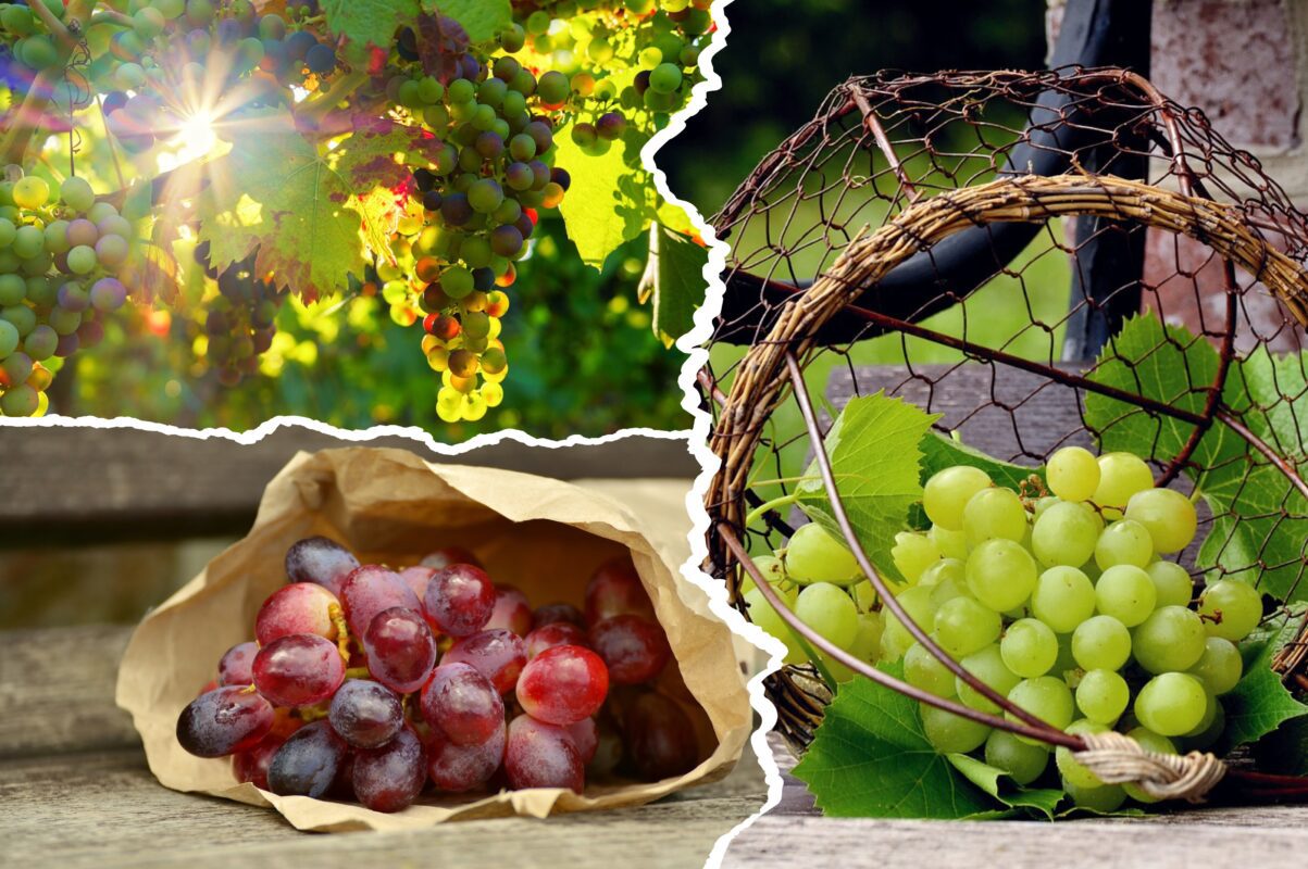 Садівники розсекретили, чим обробити виноград, щоб він був великим і солодким