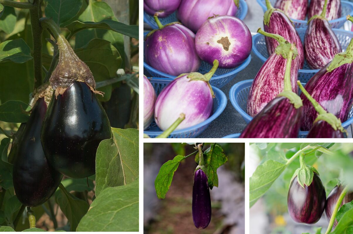 Агроном поділився секретом ніжного смаку баклажанів