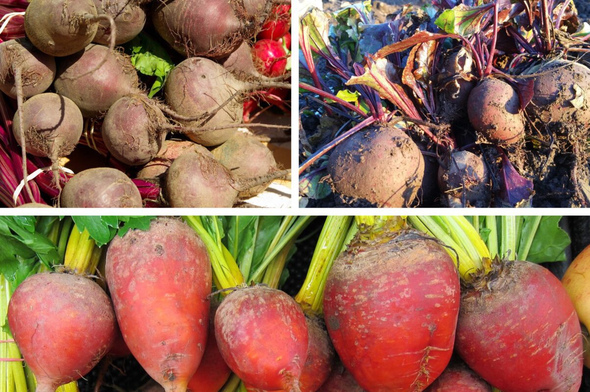 Дачники розповіли, що внести під кущ буряка, щоб він вродив солодким і великим