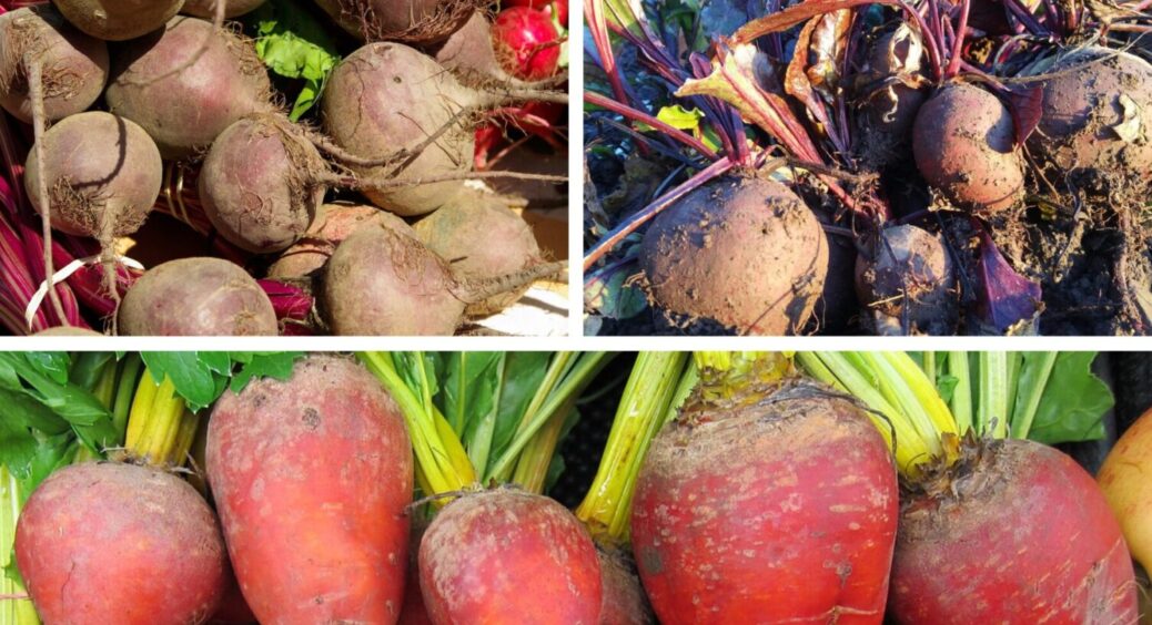 Порада з Буковини: 2 ложки під кущик в червні – і буряк буде солодкий, як херсонський кавун 