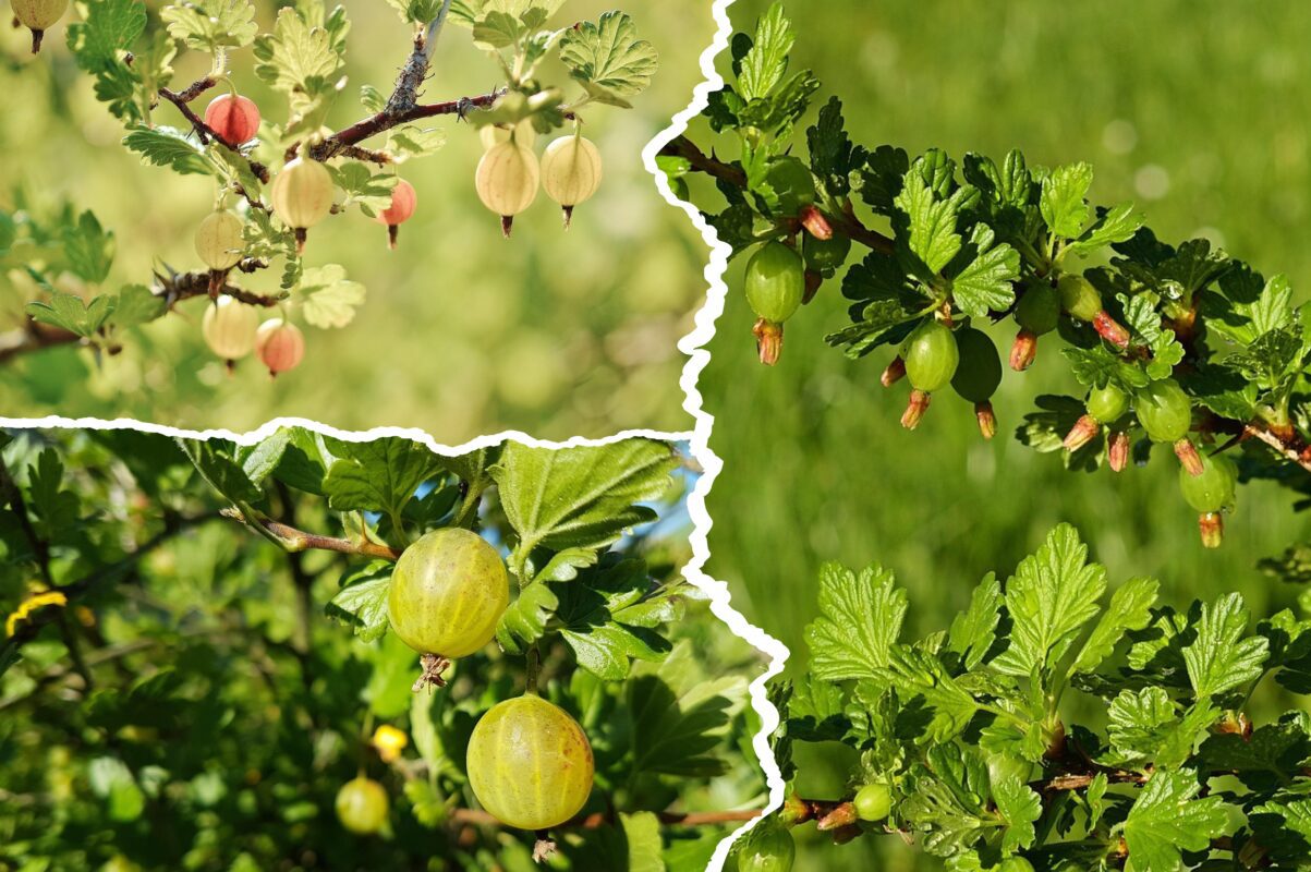 Садівники назвали найдієвіші методи, як збільшити врожайність аґрусу вдвічі