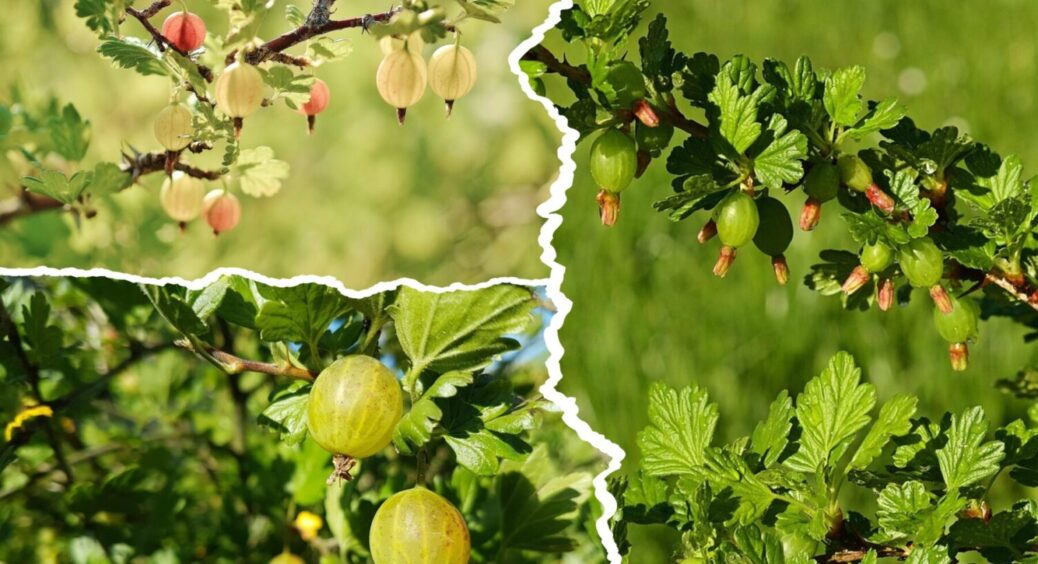 Ця підживка займає ТОП-1 серед садівників на Волині: стабільно високий врожай аґрусу – рецепт 