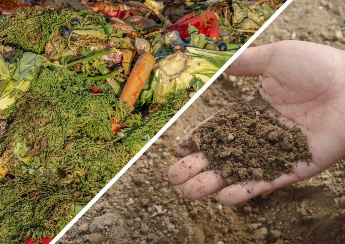 Садівники пояснили, чим один раз обробити огірки від усіх хвороб