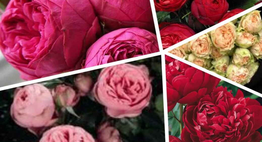 Троянди проти азоту! Чим підживити їх влітку без шкоди для бутонів – секрет київських садів 